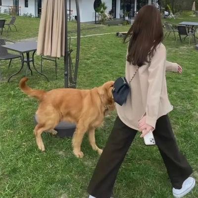 盲少爷的小女仆